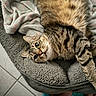 Gribouille participe au concours pour gagner de l'argent avec cette photo : animal, blanket, cat, cozy, fluffy, green_eyes, home, indoor, lying_down, pet, pet_bed, playful, portrait, relaxed, striped_fur, tabby_cat, tile_floor, turquoise_fabric, upside_down, whiskers