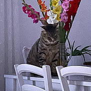 Gribouille participe au concours pour gagner de l'argent avec cette photo : animal, bouquet, cat, chairs, colorful, dining_room, flowers, funny, furniture, gladiolus, home, indoor, pet, plant, portrait, sitting, tabby, table, vase, white_chairs