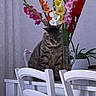 cat, tabby, pet, animal, sitting, indoor, table, chairs, white_chairs, flowers, bouquet, gladiolus, vase, dining_room, home, furniture, plant, colorful, portrait, funny