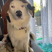 Baloo a rejoint le concours — aidez-le/la à gagner de superbes lots ! dog, blue_eyes, plush_hat, sitting, couch, indoor, curtains, window, door, collar, tag, white_fur, black_fur, brown_hat, pet, animal, cozy, home, furniture, playful