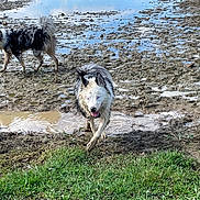 Baloo a rejoint le concours — aidez-le/la à gagner de superbes lots ! animal, blue_sky, canine, daylight, dog, field, fur, grass, happy, mud, muddy, nature, one_dog, outdoor, playing, puddle, rural, tongue_out, two_dogs, wet