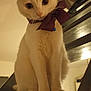 Tess participe au concours pour gagner de l'argent avec cette photo : cat, white_cat, bow_tie, bell, stairs, indoor, pet, animal, curious, feline, close_up, paws, whiskers, looking_down, household, domestic, cute, mammal, portrait, pets
