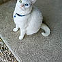 Tess participe au concours pour gagner de l'argent avec cette photo : cat, white_cat, heterochromia, blue_eye, green_eye, collar, bell, pet, animal, outdoor, concrete, pebbles, curious, sitting, feline, fur, whiskers, ears, closeup, portrait