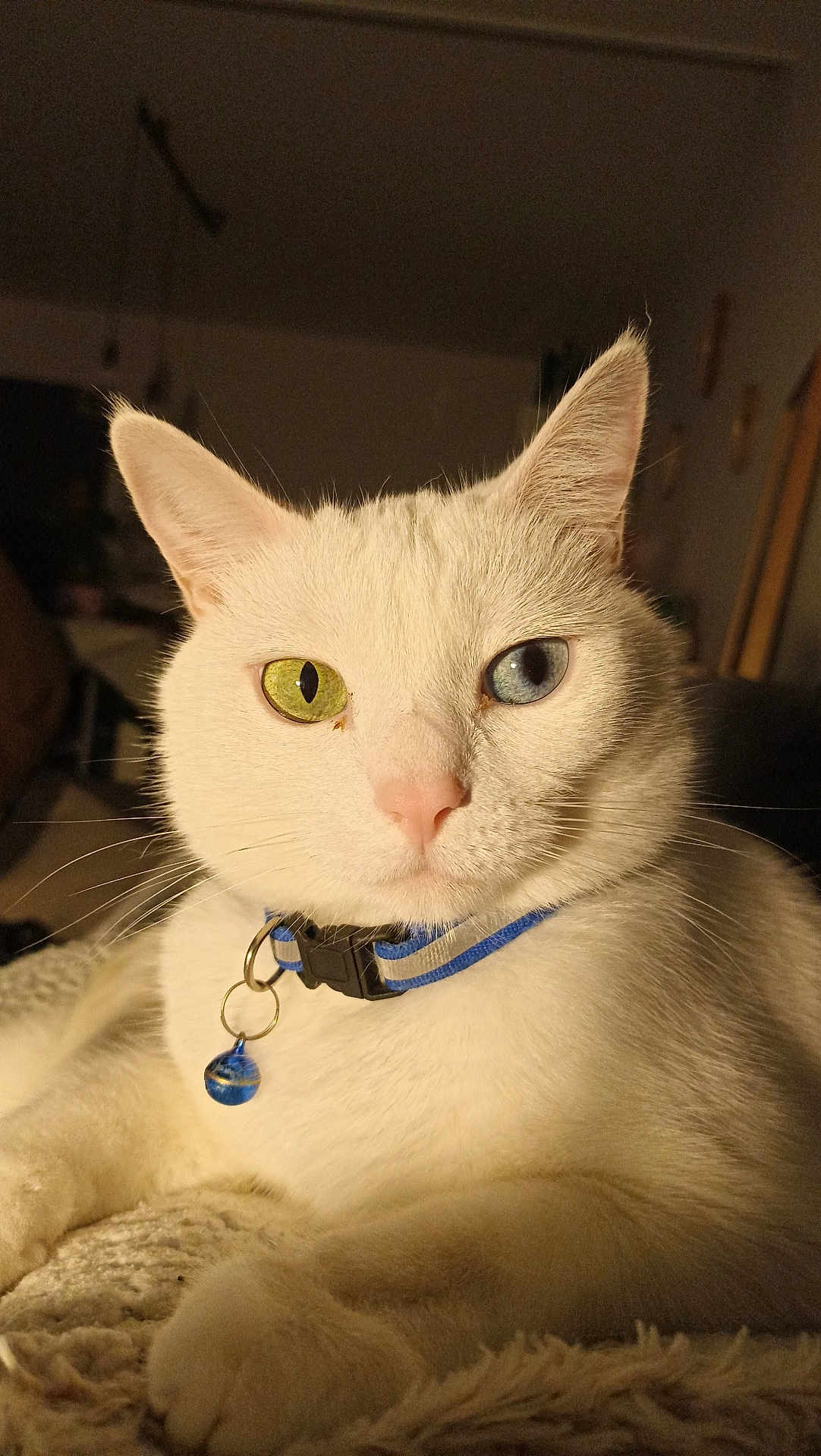 Tess a rejoint le concours — aidez-le/la à gagner de superbes lots ! cat, white_cat, heterochromia, close_up, pet, feline, collar, bell, indoor, cozy, animal, whiskers, fur, portrait, relaxed, soft_light, blanket, domestic_cat, cute, eyes