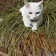 Tess participe au concours pour gagner de l'argent avec cette photo : cat, white_cat, heterochromia, plant, grass, greenery, brick_wall, outdoor, sunlight, shadow, collar, bell, pet, feline, nature, garden, rocks, relaxing, animal, cute