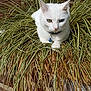 cat, white_cat, heterochromia, plant, grass, greenery, brick_wall, outdoor, sunlight, shadow, collar, bell, pet, feline, nature, garden, rocks, relaxing, animal, cute