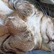 Haribo a rejoint le concours — aidez-le/la à gagner de superbes lots ! animal, cat, close_up, cozy, cute, cute_animal, domestic, feline, fluffy, fur, indoor, mammal, paw, pet, relaxed, resting, sleepy, soft, tabby, whiskers