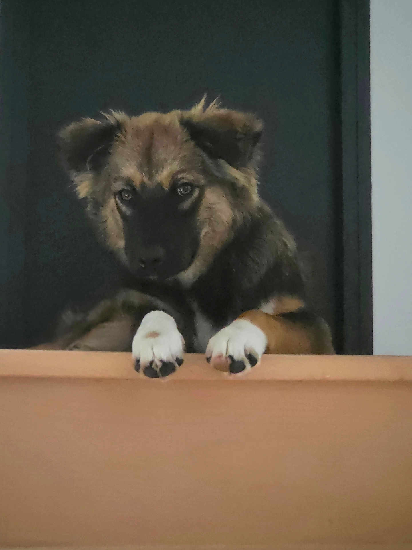 Tika