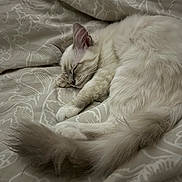 Blue a rejoint le concours — aidez-le/la à gagner de superbes lots ! cat, sleeping, fluffy, white_cat, cream_colored, fur, whiskers, ears, tail, paws, bed, bedspread, bedding, bedroom, indoors, cozy, peaceful, relaxed, curled_up, patterned_fabric