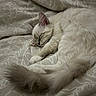 cat, sleeping, fluffy, white_cat, cream_colored, fur, whiskers, ears, tail, paws, bed, bedspread, bedding, bedroom, indoors, cozy, peaceful, relaxed, curled_up, patterned_fabric