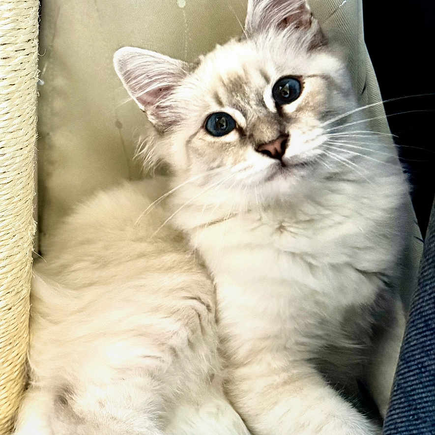 Blue a rejoint le concours — aidez-le/la à gagner de superbes lots ! cat, kitten, fluffy, cream_colored, blue_eyes, sitting, lounging, paws, pink_paw_pads, whiskers, ears, face, portrait, indoor, cushion, fabric, close_up, pet, adorable, relaxed