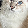 Blue a rejoint le concours — aidez-le/la à gagner de superbes lots ! cat, cream_fur, blue_eyes, fluffy, long_hair, whiskers, pointed_ears, feline, pet, animal, portrait, close_up, indoors, sitting, soft_fur, light_colored, looking_at_camera, dark_background, photography, cute