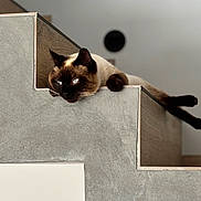 Michka a rejoint le concours — aidez-le/la à gagner de superbes lots ! cat, siamese_cat, stairs, concrete, wood, indoor, pet, animal, relaxed, blue_eyes, feline, lounging, domestic_cat, paw, modern, architecture, resting, house, cute, portrait