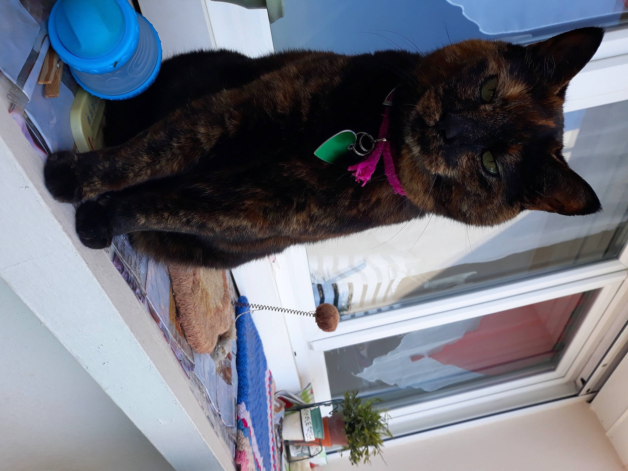 Jehna a rejoint le concours — aidez-le/la à gagner de superbes lots ! black_cat, blue, carnivore, cat, claw, dog_breed, domestic_short_haired_cat, felidae, fish, fur, natural_material, plant, small_to_medium_sized_cats, sporting_group, tail, whiskers, window, wood