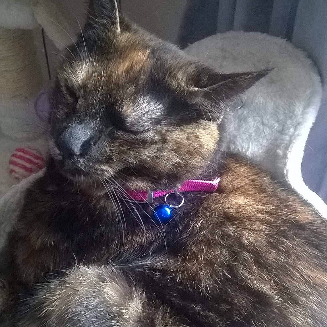 Jehna a rejoint le concours — aidez-le/la à gagner de superbes lots ! carnivore, cat, claw, cloud, comfort, domestic_short_haired_cat, ear, eye, felidae, fur, happy, lap, mammal, meteorological_phenomenon, sky, small_to_medium_sized_cats, snout, tail, vertebrate, whiskers