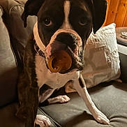 Willow is registered to the contest to win money with this photo: animal, boxer, brown, closeup, collar, couch, cute, dog, expression, face, fur, indoor, leg, pacifier, paw, pet, pillow, sitting, white, wooden_wall