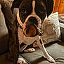 animal, boxer, brown, closeup, collar, couch, cute, dog, expression, face, fur, indoor, leg, pacifier, paw, pet, pillow, sitting, white, wooden_wall