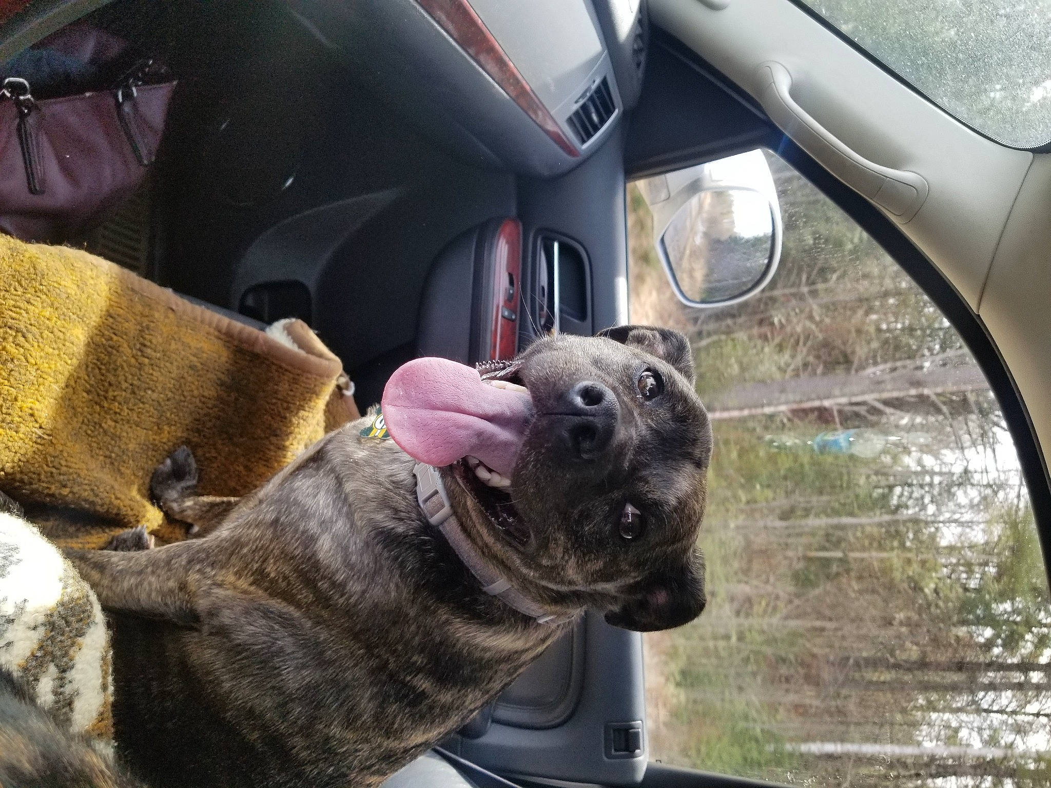 Daisy is registered to the contest to win money with this photo: auto_part, automotive_exterior, automotive_mirror, car, car_seat, car_seat_cover, carnivore, collar, companion_dog, dog, dog_breed, fawn, motor_vehicle, snout, steering_part, steering_wheel, vehicle, vehicle_door, water, window