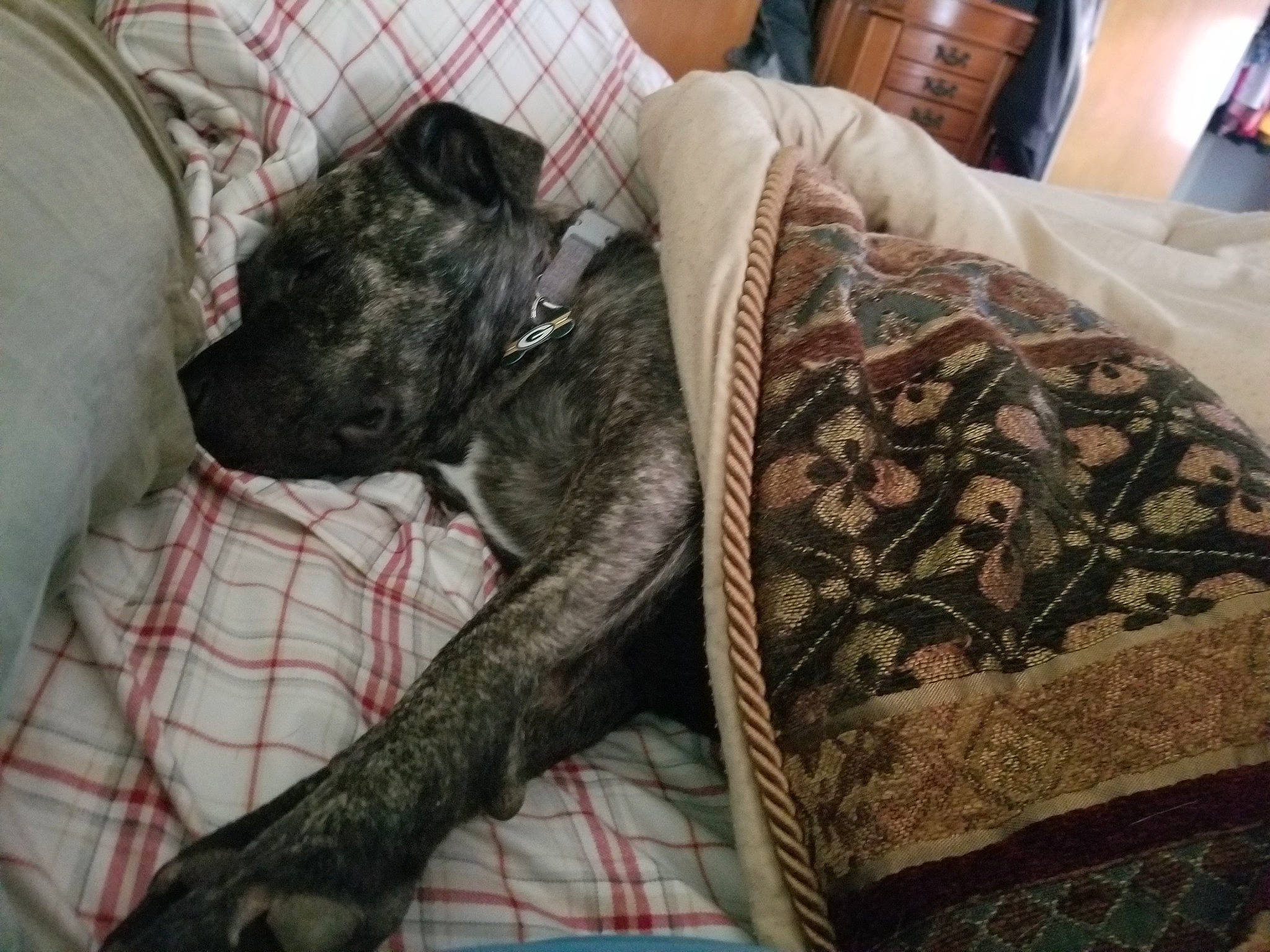 Daisy joined the competition — help win amazing prizes! bulldog, canidae, carnivore, comfort, companion_dog, couch, dog, dog_breed, fawn, fur, linens, liver, nap, non_sporting_group, pattern, pug, snout, sporting_group, toy_dog, working_animal