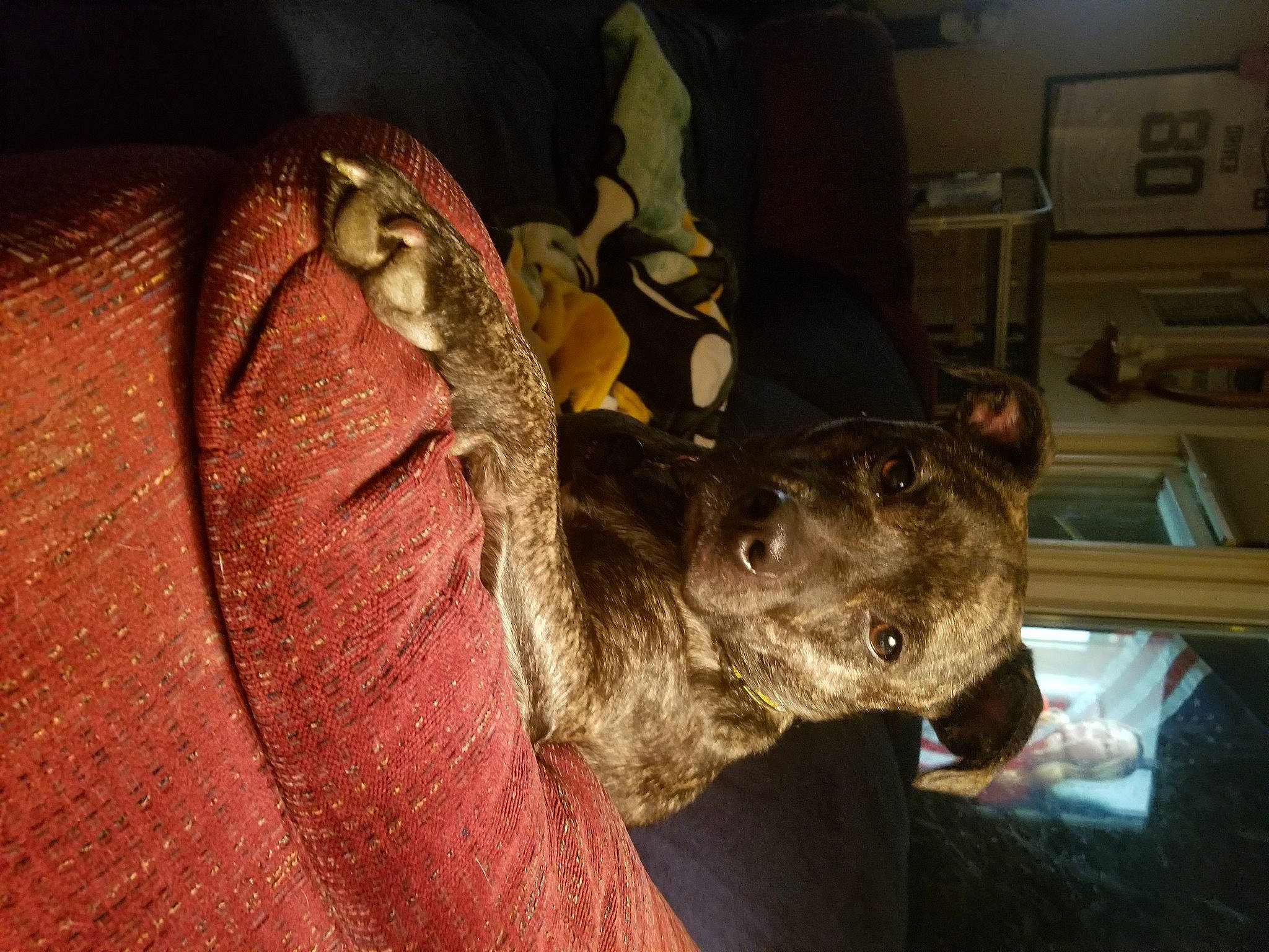 Daisy joined the competition — help win amazing prizes! canidae, carnivore, dog, dog_breed, fawn, fur, guard_dog, jaw, liver, non_sporting_group, picture_frame, snout, sporting_group, suidae, tail, terrestrial_animal, whiskers, wildlife, working_animal, wrinkle