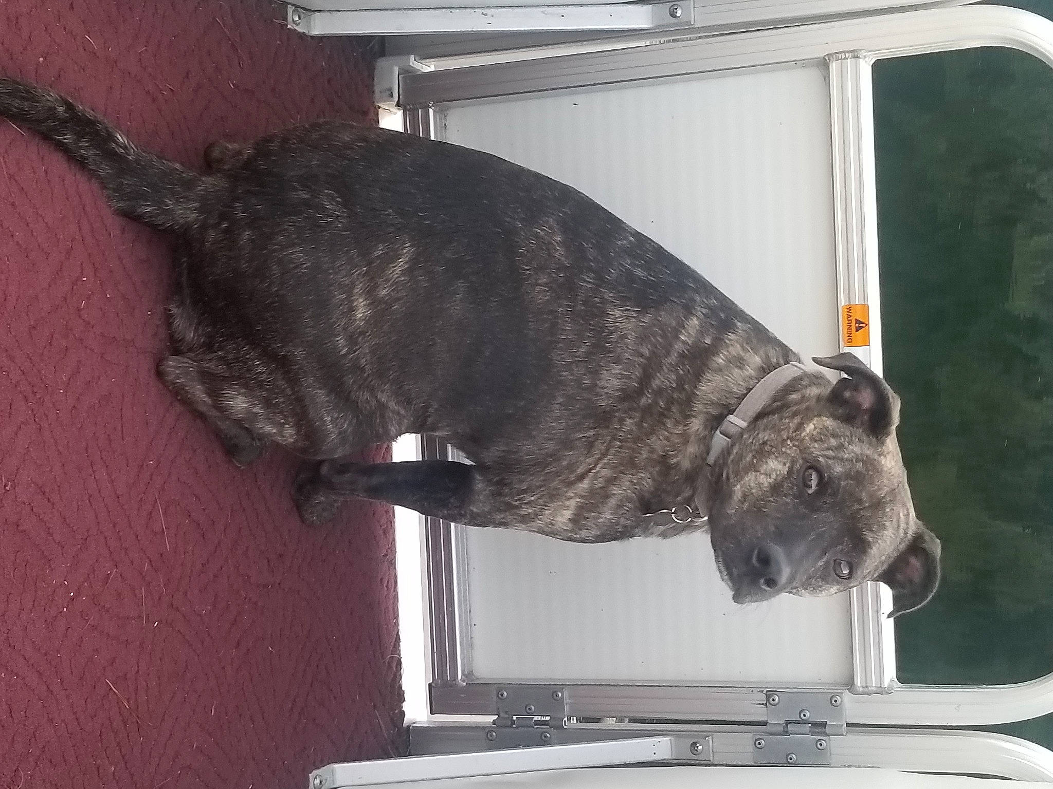 Daisy joined the competition — help win amazing prizes! carnivore, cat, dog_breed, domestic_short_haired_cat, fawn, felidae, fur, grey, small_to_medium_sized_cats, snout, sporting_group, table, tail, terrestrial_animal, whiskers, window