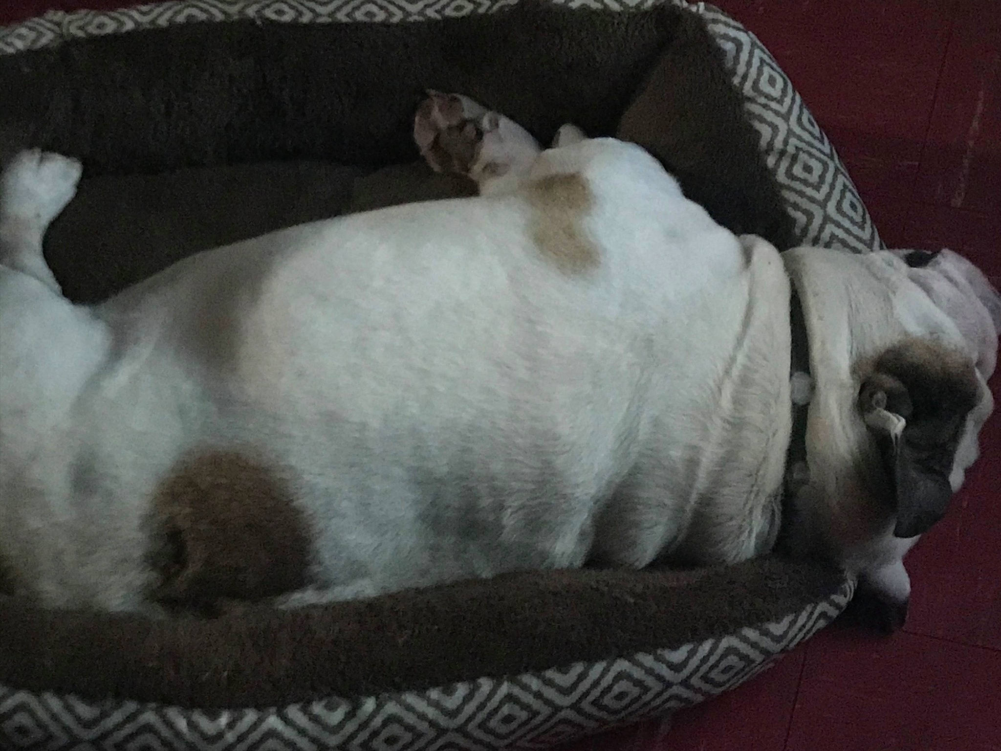 Zucc is registered to the contest to win money with this photo: australian_bulldog, bulldog, canidae, carnivore, companion_dog, dog, dog_breed, fawn, french_bulldog, mammal, nap, non_sporting_group, old_english_bulldog, puppy, puppy_love, sporting_group, tail, toy_bulldog, white_english_bulldog