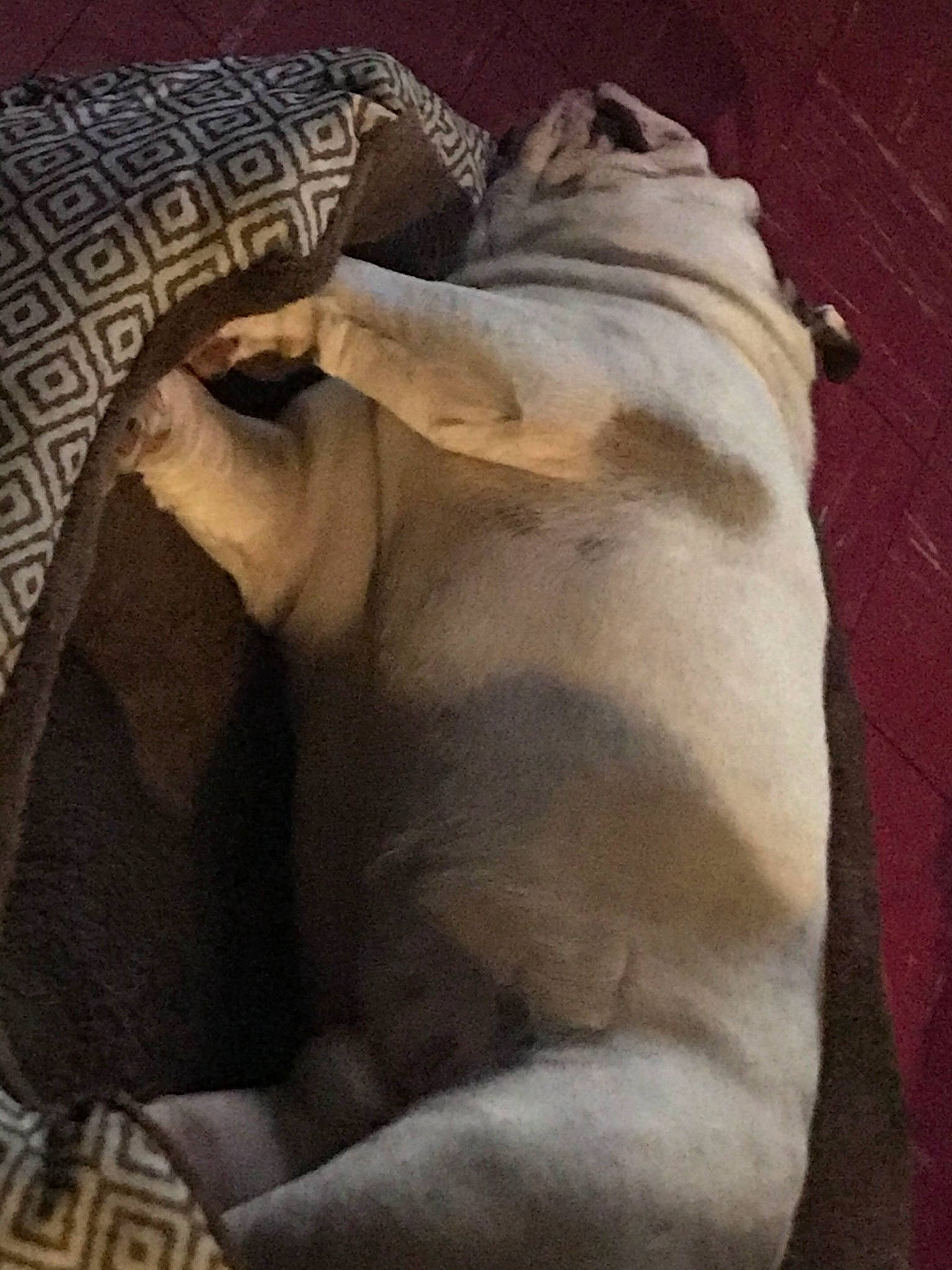 Zucc joined the competition — help win amazing prizes! bulldog, canidae, carnivore, companion_dog, dog, dog_breed, fawn, french_bulldog, nap, non_sporting_group, pug, puppy, snout, tail, toy_dog, wrinkle