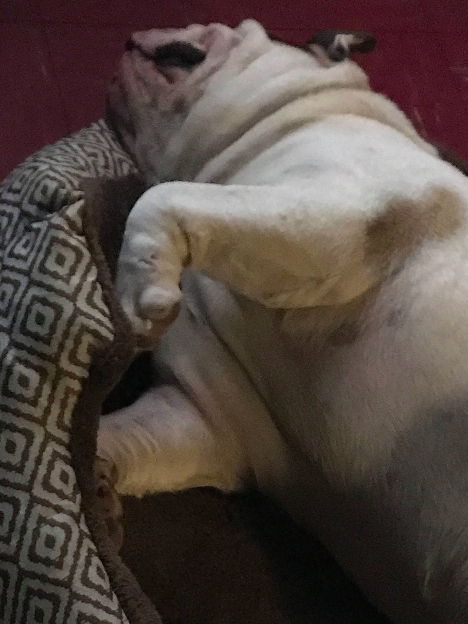 Zucc joined the competition — help win amazing prizes! american_bulldog, bull_terrier, bulldog, canidae, carnivore, companion_dog, dog, dog_breed, fawn, hand, non_sporting_group, paw, sporting_group