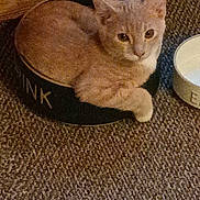 Vanilla Ice joined the competition — help win amazing prizes! cat, feline, pet, animal, container, bowl, milk, carpet, wood, indoors, resting, cozy, cute, small, fur, whiskers, ears, eyes, floor, relaxed