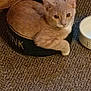 animal, bowl, carpet, cat, container, cozy, cute, ears, eyes, feline, floor, fur, indoors, milk, pet, relaxed, resting, small, whiskers, wood