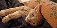 Vanilla Ice joined the competition — help win amazing prizes! animal, arm, blanket, carpet, cat, cat_tree, cozy, cute, feline, furniture, home, indoor, kitten, pet, relaxed, resting, stretching, tattoo, window, wooden_wall