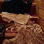 animal, blanket, carpet, casual, cat, clothing, cozy, furniture, gray_cat, house, indoor, orange_cat, pet, pile, relaxed, resting, soft_texture, stairs, warm, wood