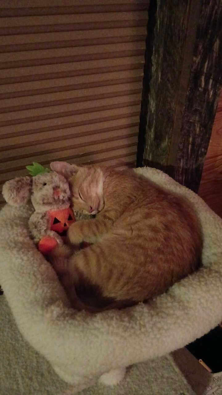 Vanilla Ice is registered to the contest to win money with this photo: animal, cat, cat_bed, comfort, cozy, cute, feline, fur, home, indoor, mouse_toy, orange_tabby, pet, pumpkin, relaxing, resting, sleeping, soft, stuffed_toy, warm