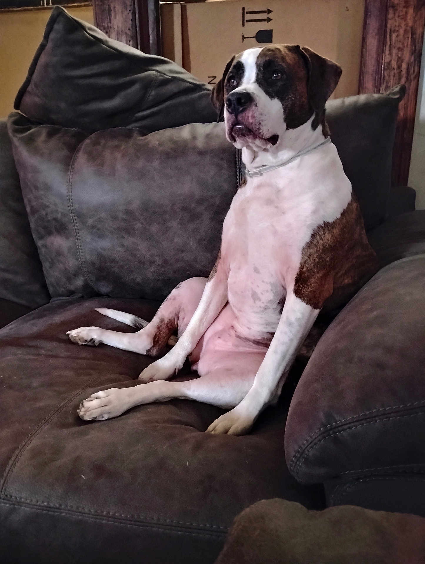 Harmony joined the competition — help win amazing prizes! animal, brown, calm, canine, companion, couch, dog, domestic, furniture, household, indoor, living_room, looking_away, pet, pillow, portrait, relaxed, resting, seated, white