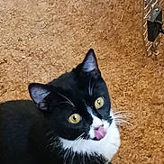 Oreo is registered to the contest to win money with this photo: animal, black_and_white, cat, curious, cute, domestic_cat, ears, feline, floor, fur, indoor, looking_up, paw, pet, pet_carrier, playful, sitting, tongue_out, whiskers, yellow_eyes