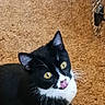 cat, black_and_white, yellow_eyes, tongue_out, pet_carrier, floor, indoor, curious, feline, animal, whiskers, sitting, looking_up, cute, domestic_cat, playful, fur, ears, paw, pet