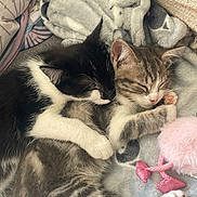 Aloha Et Arlo a rejoint le concours — aidez-le/la à gagner de superbes lots ! cat, kitten, sleeping, snuggling, blanket, cozy, fur, pink_toy, indoor, cute, pet, animal, resting, close_up, tabby, black_and_white, paw, soft, comfort, relaxation