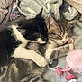cat, kitten, sleeping, snuggling, blanket, cozy, fur, pink_toy, indoor, cute, pet, animal, resting, close_up, tabby, black_and_white, paw, soft, comfort, relaxation