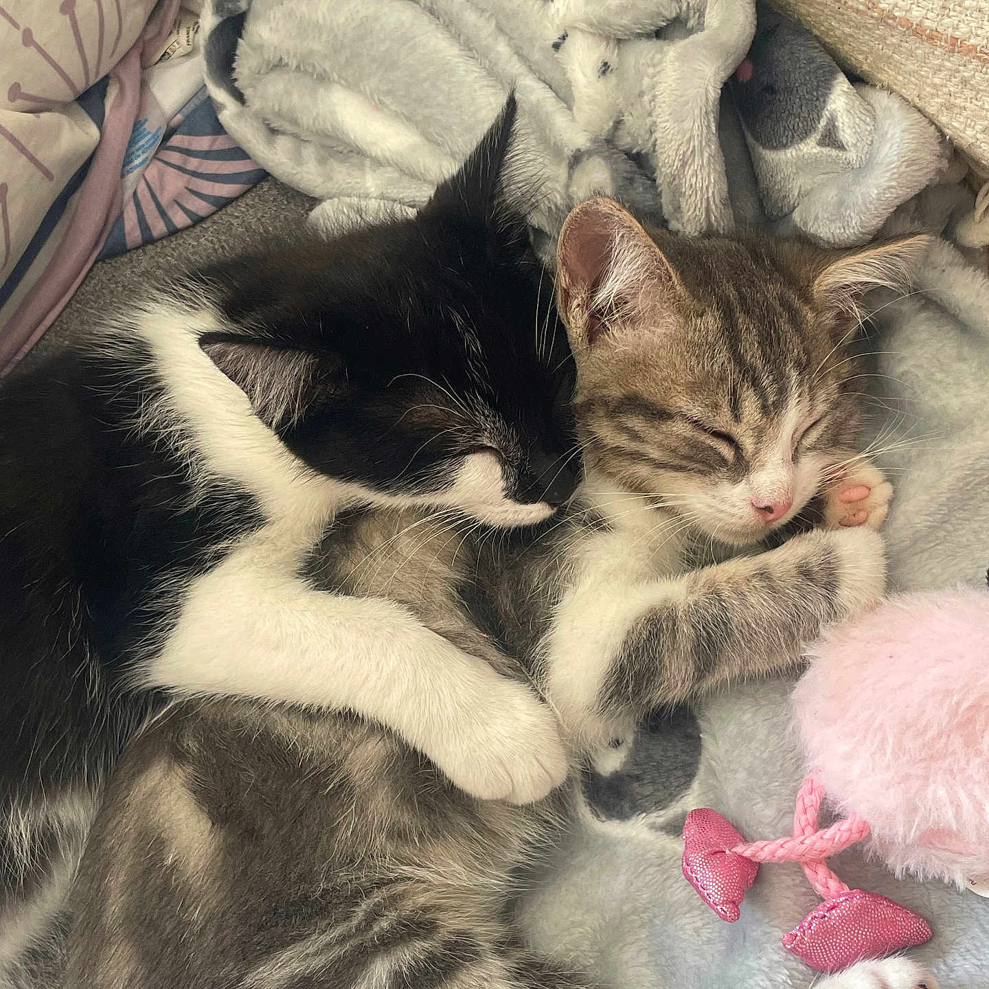 Aloha Et Arlo a rejoint le concours — aidez-le/la à gagner de superbes lots ! animal, black_and_white, blanket, cat, close_up, comfort, cozy, cute, fur, indoor, kitten, paw, pet, pink_toy, relaxation, resting, sleeping, snuggling, soft, tabby