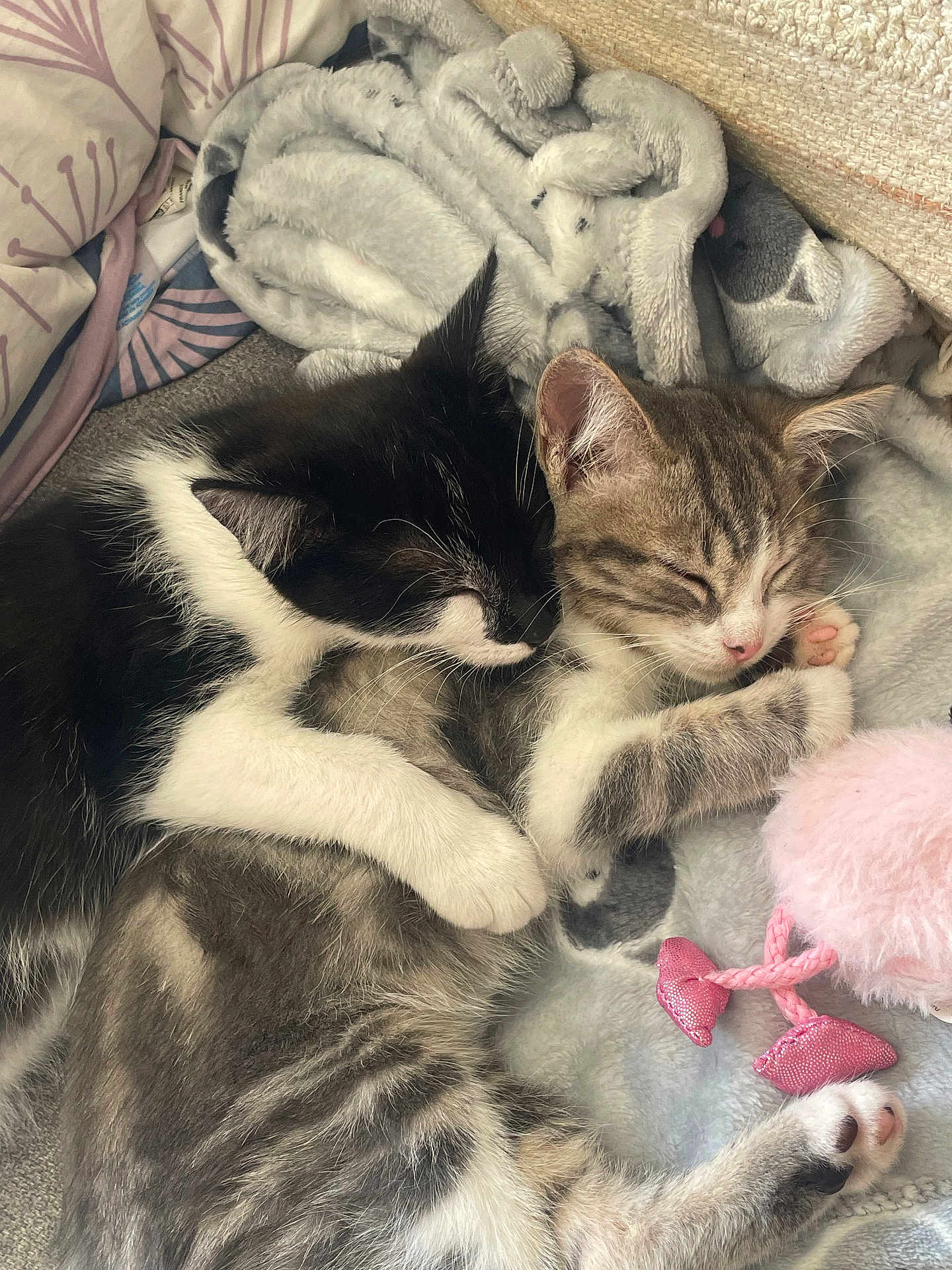 Aloha Et Arlo a rejoint le concours — aidez-le/la à gagner de superbes lots ! cat, kitten, sleeping, snuggling, blanket, cozy, fur, pink_toy, indoor, cute, pet, animal, resting, close_up, tabby, black_and_white, paw, soft, comfort, relaxation