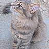 Tonky a rejoint le concours — aidez-le/la à gagner de superbes lots ! animal, cat, close_up, concrete, cute, domestic_animal, ears, feline, fur, gray_cat, looking_up, mammal, outdoor, paws, pet, sitting, soft_fur, tabby, tail, whiskers