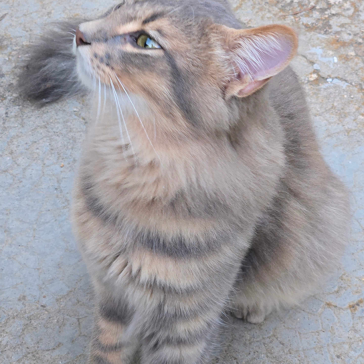 Tonky a rejoint le concours — aidez-le/la à gagner de superbes lots ! animal, cat, close_up, concrete, cute, domestic_animal, ears, feline, fur, gray_cat, looking_up, mammal, outdoor, paws, pet, sitting, soft_fur, tabby, tail, whiskers