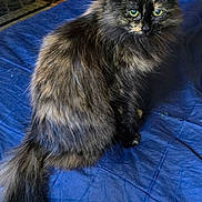Sheba is registered to the contest to win money with this photo: alert, animal, bed, bedroom, blue_blanket, cat, ears, feline, fluffy, fur, green_eyes, home, indoors, long_hair, pet, portrait, sitting, tail, tortoiseshell, whiskers