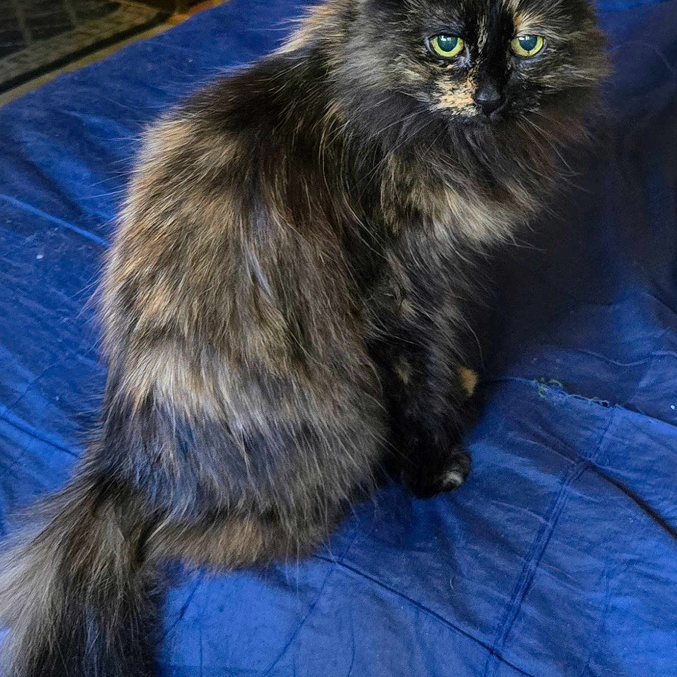 Sheba