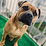 Baki participe au concours pour gagner de l'argent avec cette photo : dog, pet, canine, tan_coat, black_muzzle, sitting, outdoor, artificial_grass, fence, blurred_background, close_up, portrait, curious, head_tilt, animal, domestic_animal, companion, friendly, ears, snout