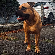 Baki a rejoint le concours — aidez-le/la à gagner de superbes lots ! dog, brown_dog, outdoor, pavement, fence, car, shrubbery, grass, leaves, sidewalk, pet, animal, canine, tongue_out, alert, daytime, nature, vehicle, parked_car, street