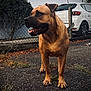dog, brown_dog, outdoor, pavement, fence, car, shrubbery, grass, leaves, sidewalk, pet, animal, canine, tongue_out, alert, daytime, nature, vehicle, parked_car, street
