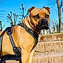 Baki participe au concours pour gagner de l'argent avec cette photo : dog, canine, pet, animal, harness, outdoor, steps, tree, leafless_tree, sunlight, shadow, brown_fur, alert, guarding, nature, daylight, muzzle, ears, paw, side_view