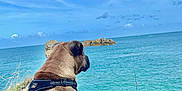 Baki a rejoint le concours — aidez-le/la à gagner de superbes lots ! dog, harness, grass, cliff, sea, water, rock, sky, cloud, outdoor, animal, pet, canine, nature, landscape, coast, leash, calm, view, blue