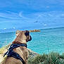 dog, harness, grass, cliff, sea, water, rock, sky, cloud, outdoor, animal, pet, canine, nature, landscape, coast, leash, calm, view, blue